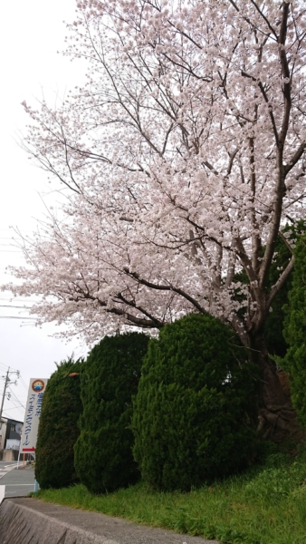 桜満開画像
